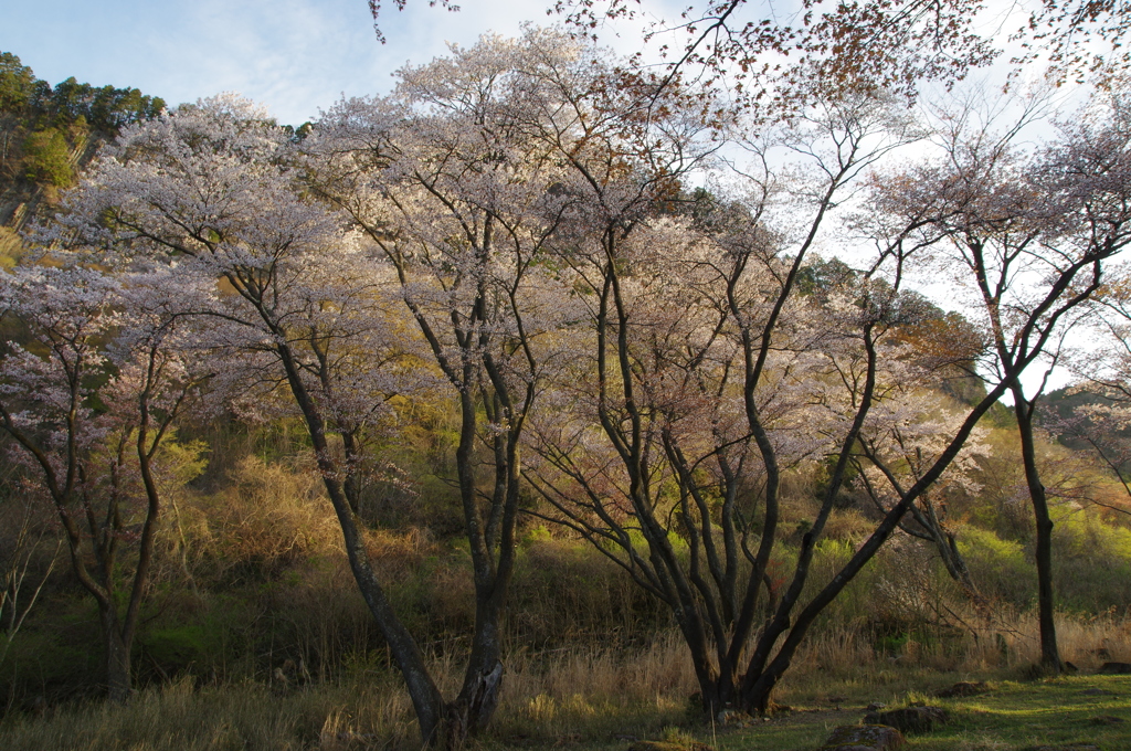 朝陽のあたる桜