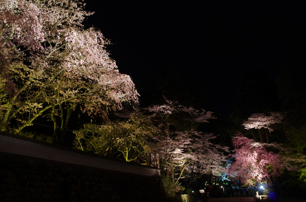 三井寺(圓城寺)の夜桜