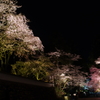 三井寺(圓城寺)の夜桜