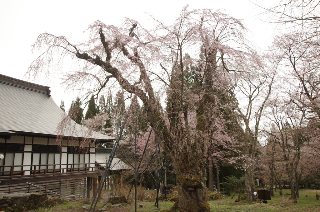白馬貞麟寺の桜