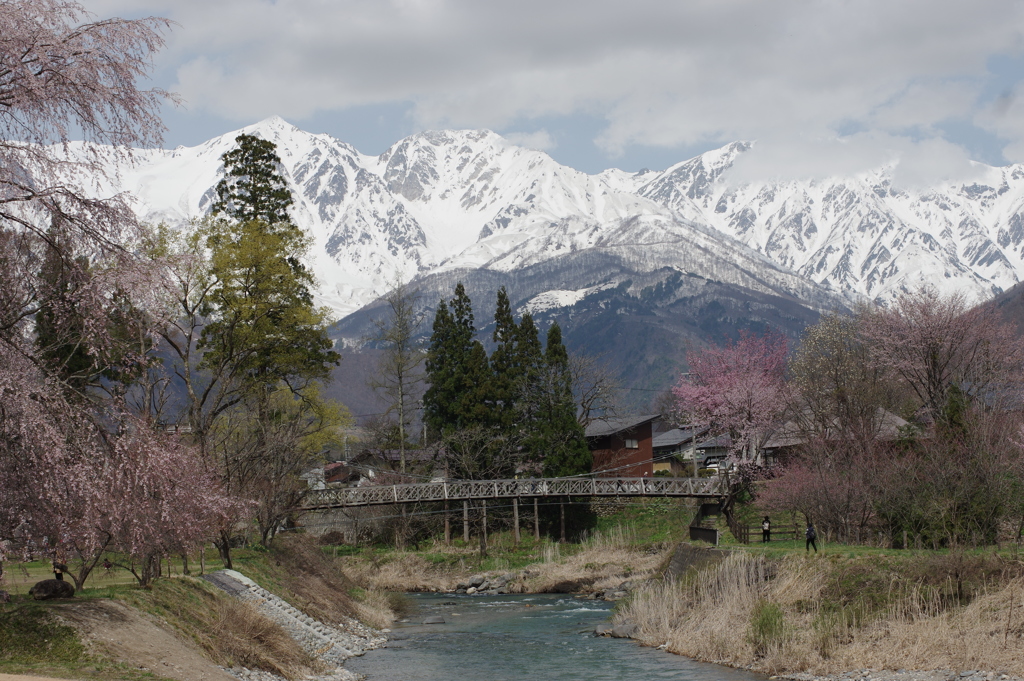 白馬三山と桜