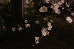 綱敷天満宮の梅