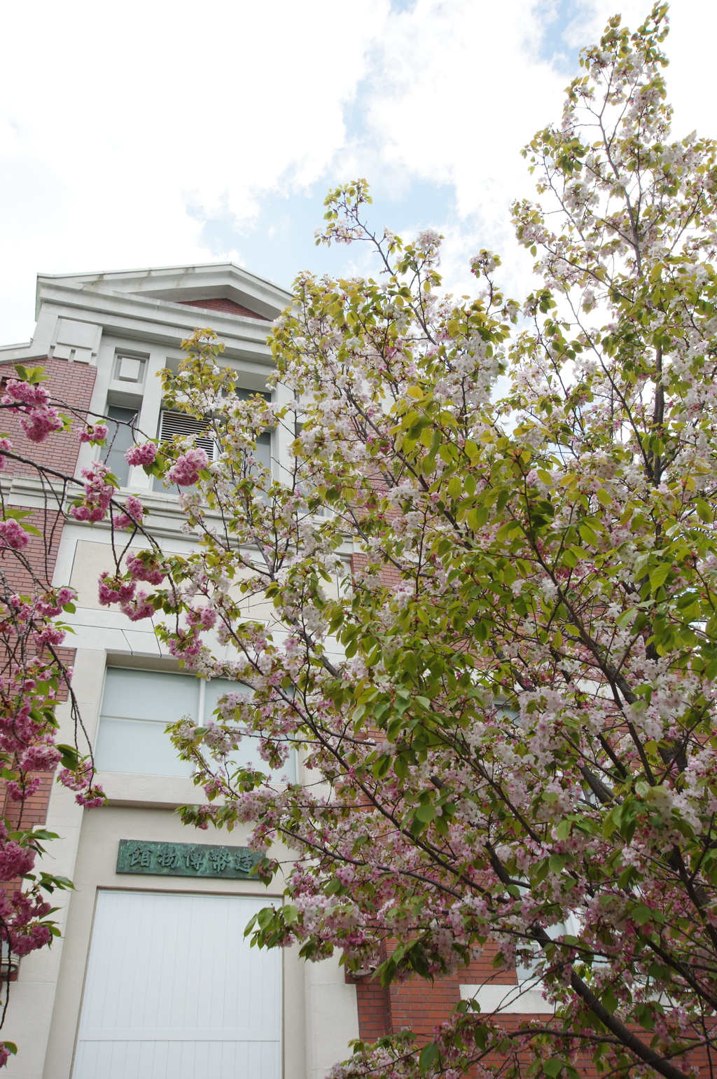 造幣局桜の通り抜け