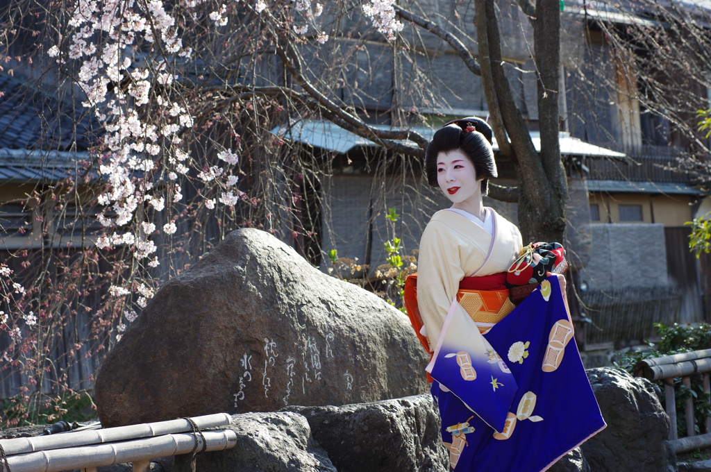 祇園白川芸舞妓散歩