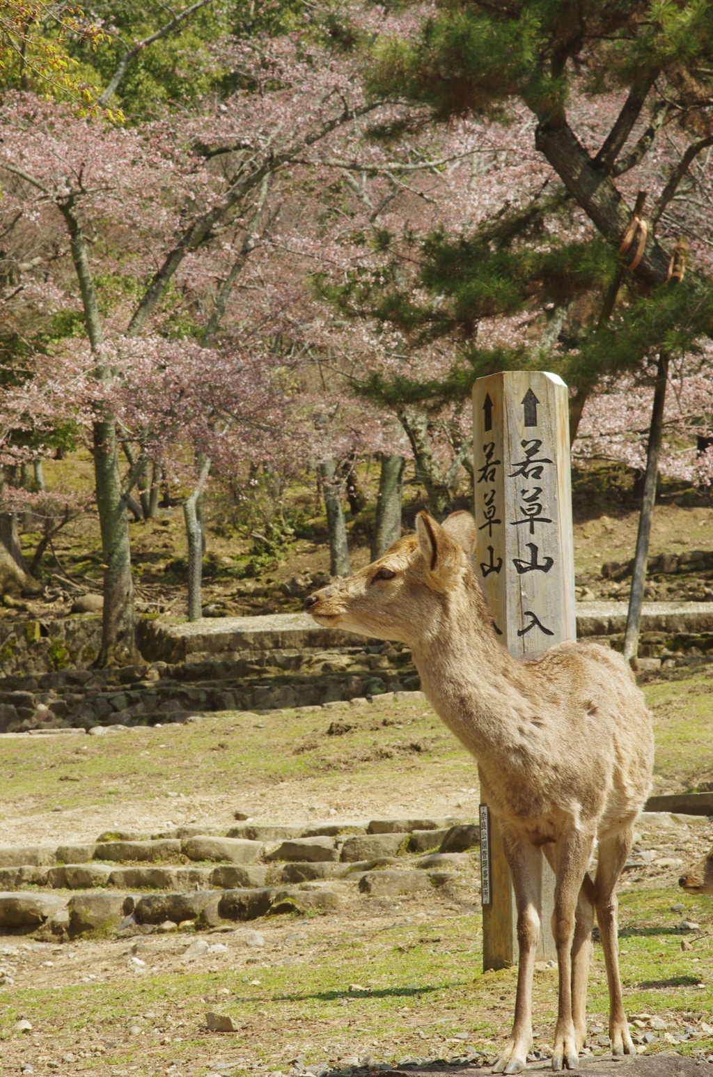 若草山の鹿