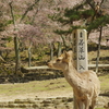 若草山の鹿