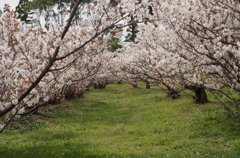 御室桜