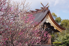 曽根天満宮の梅