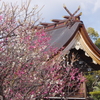 曽根天満宮の梅