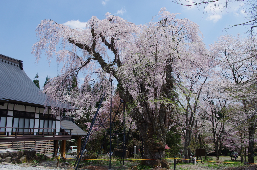 貞麟寺の枝垂桜