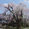 貞麟寺の枝垂桜