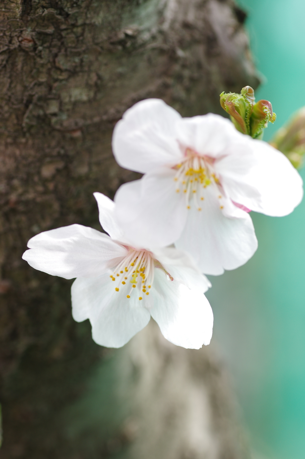 桜並木