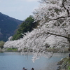 海津大崎の桜