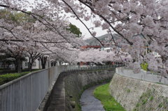 宇治川べりの桜並木
