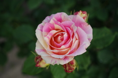IMGP6654