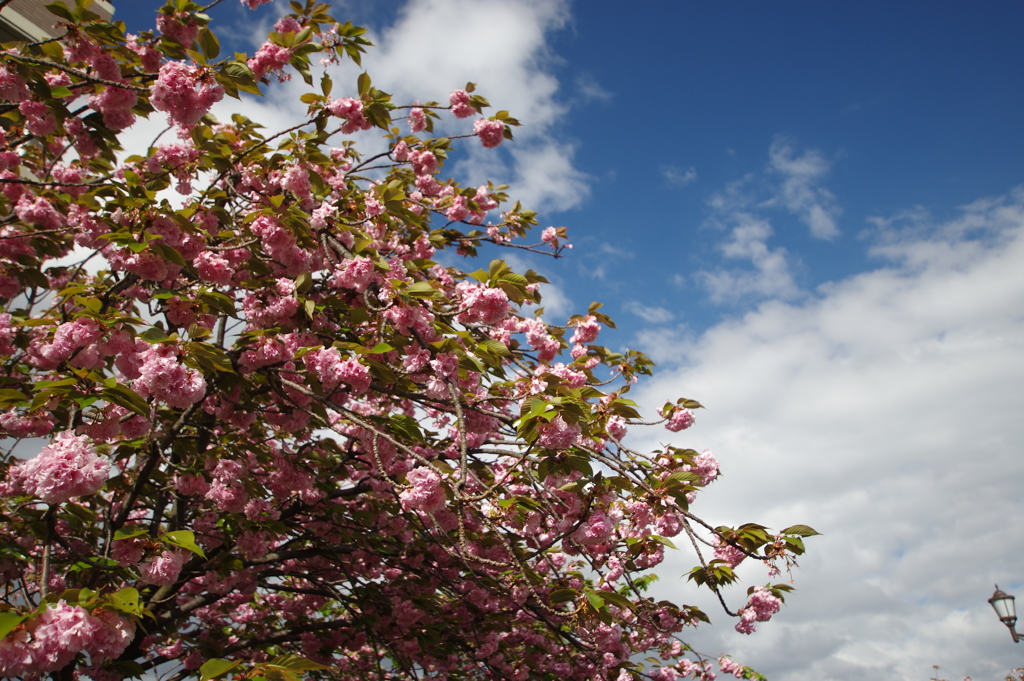 造幣局桜の通り抜け