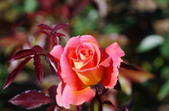 IMGP2389