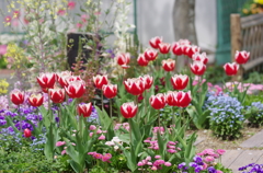 春の花たち