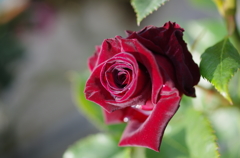 IMGP6625