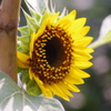 IMGP0787