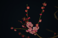 綱敷天満宮の梅