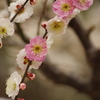 白梅の中にきらり。