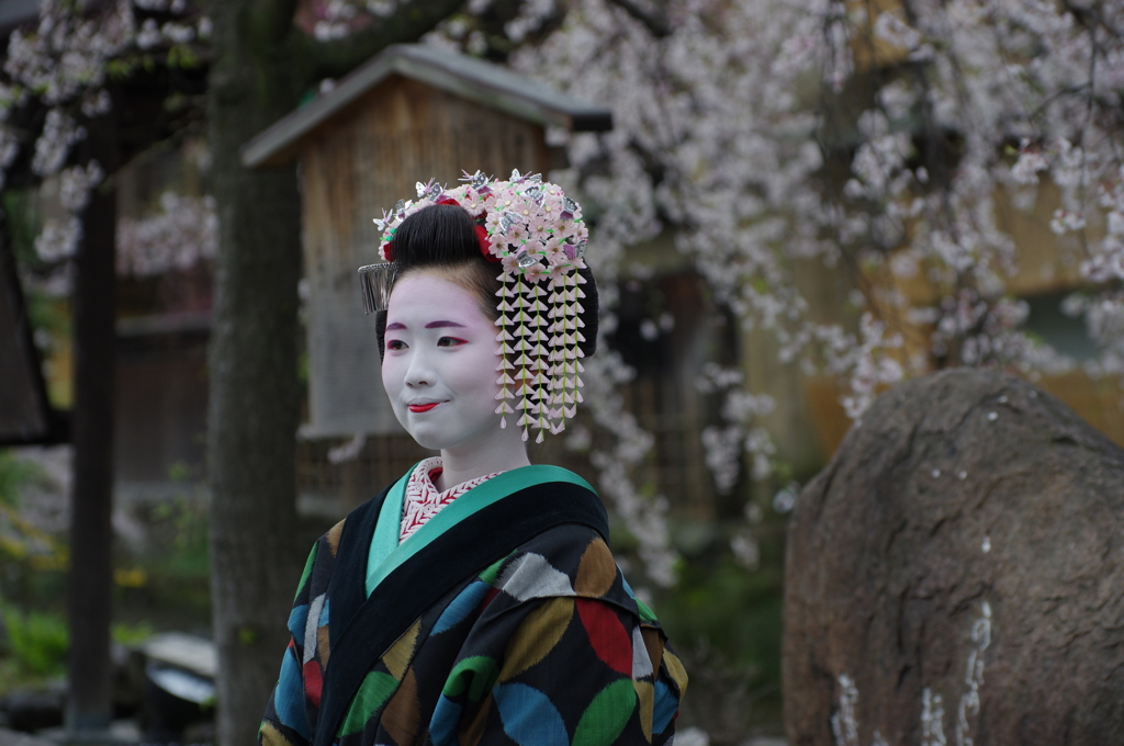 祇園白川芸舞妓散歩