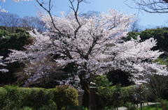 哲学の道