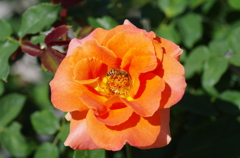 IMGP2355