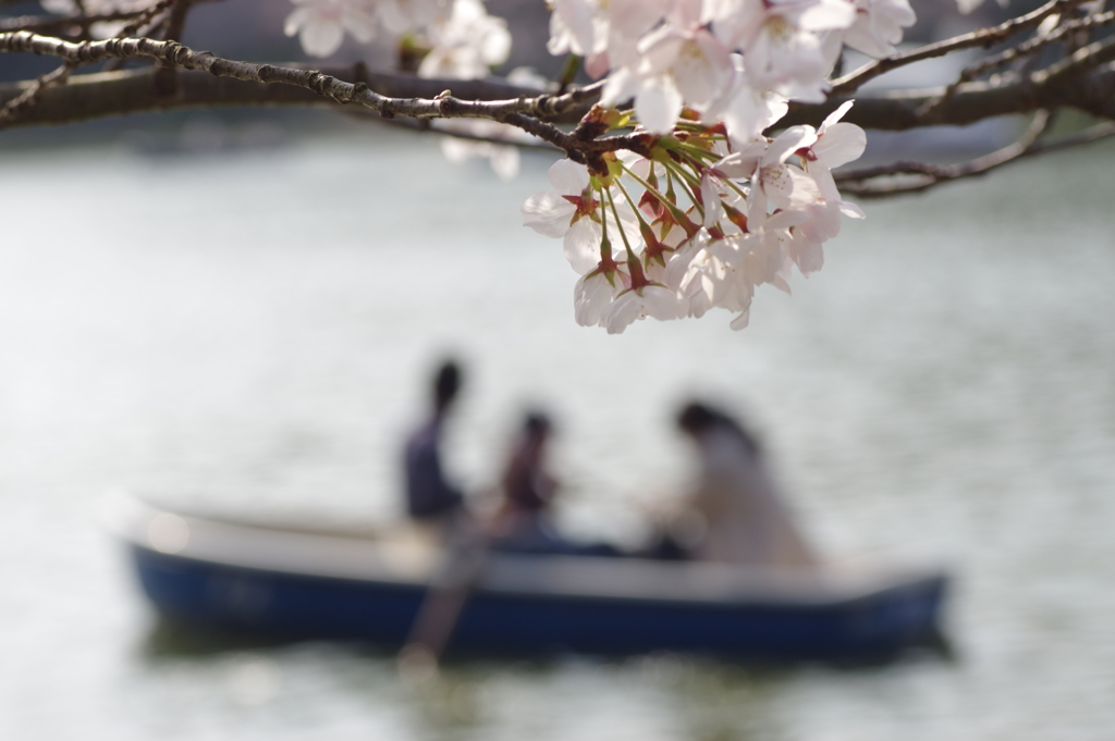 明石公園の桜