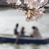 明石公園の桜