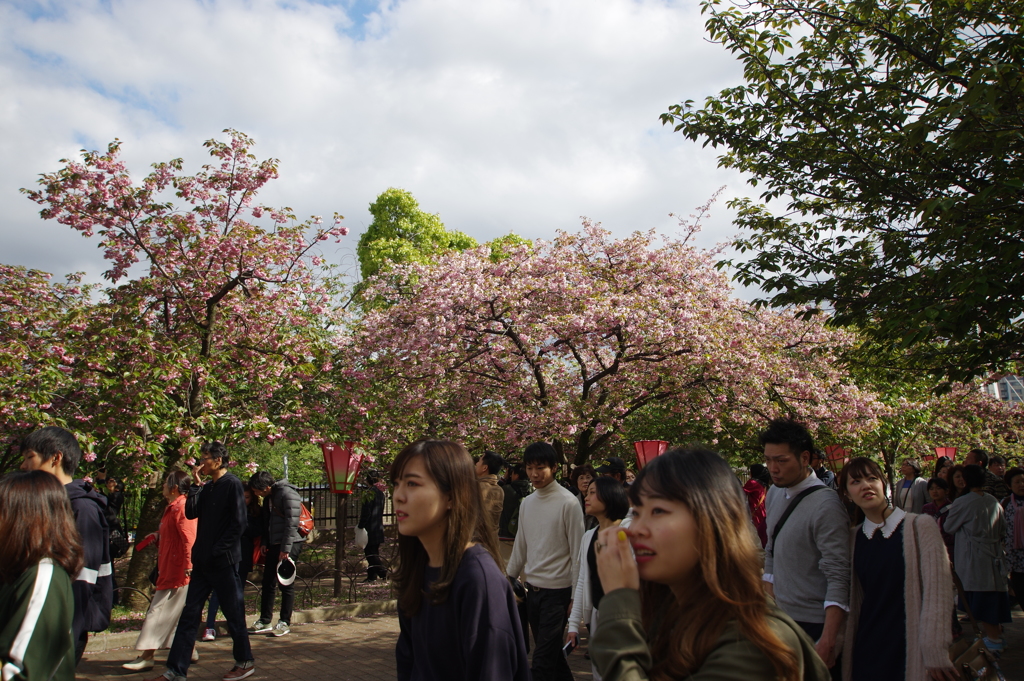 造幣局桜の通り抜け