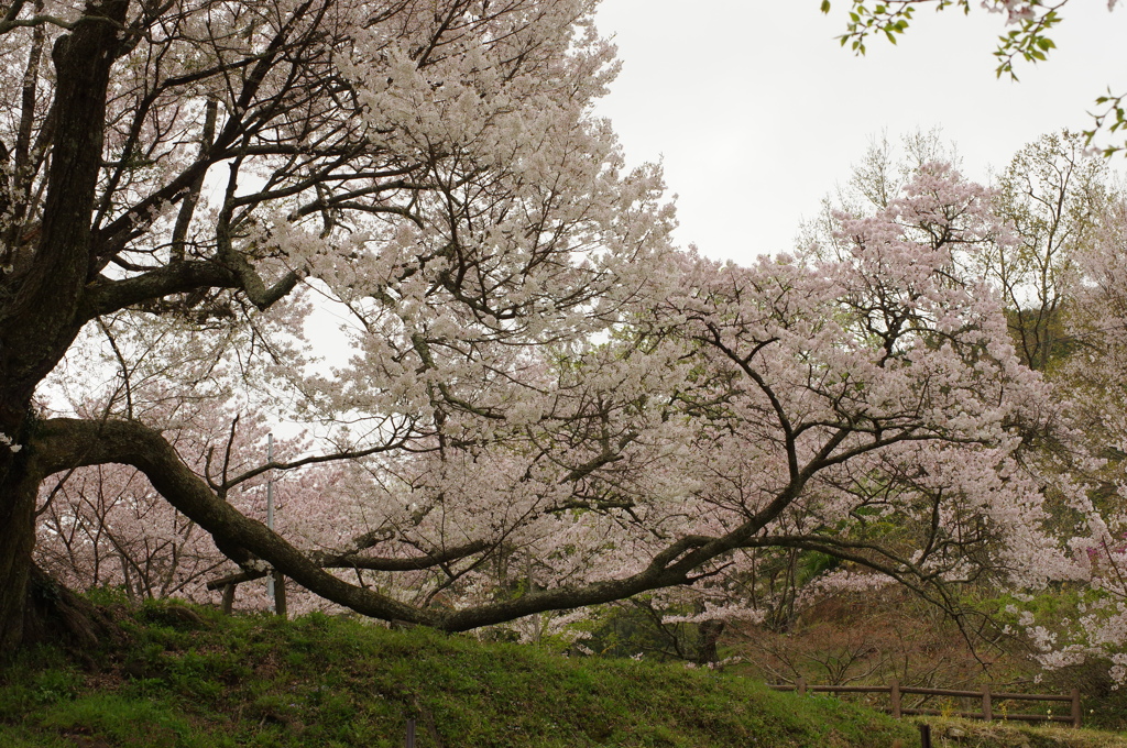 佛隆寺千年桜