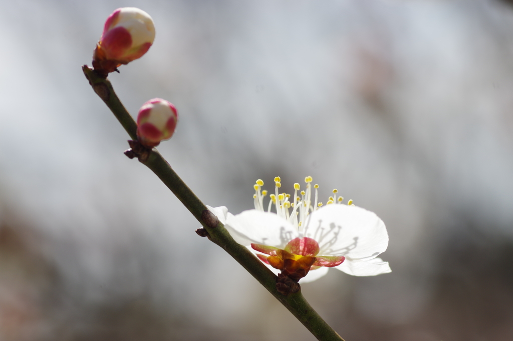 石ケ谷公園梅林にて