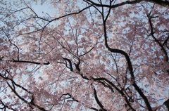 桜天蓋