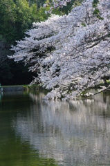 池の桜