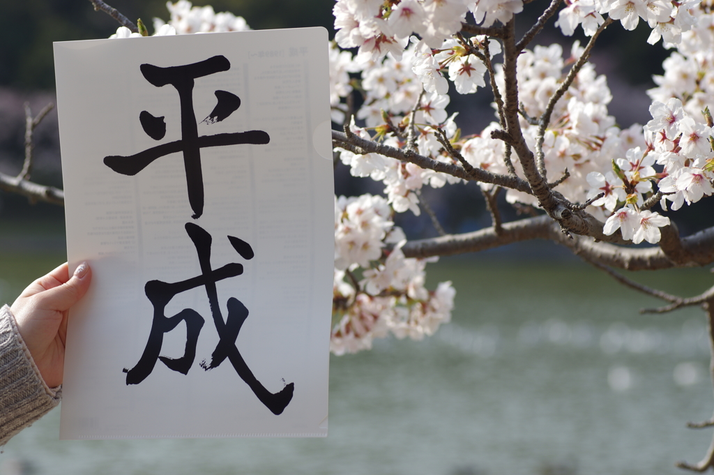 明石公園の桜