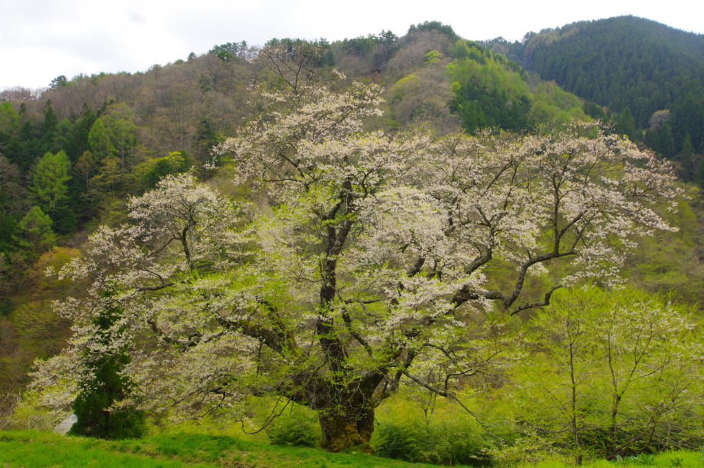 駒つなぎの桜