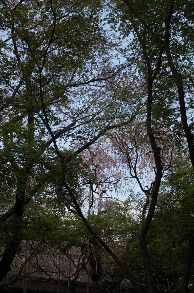 裏石庭