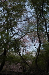 裏石庭