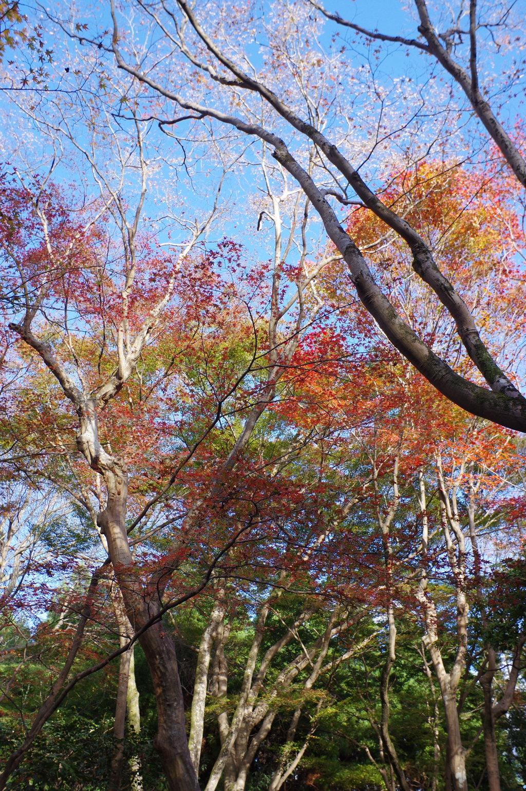祇王寺より