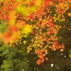 室生にて、紅葉