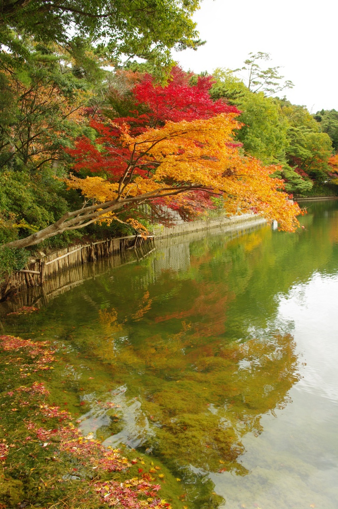 水辺の紅葉