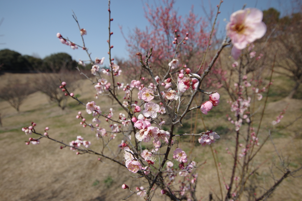 石ケ谷公園梅林にて