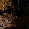 三井寺(圓城寺)の夜桜