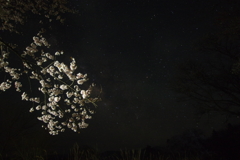 蠍座夜桜