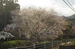 白馬村の桜