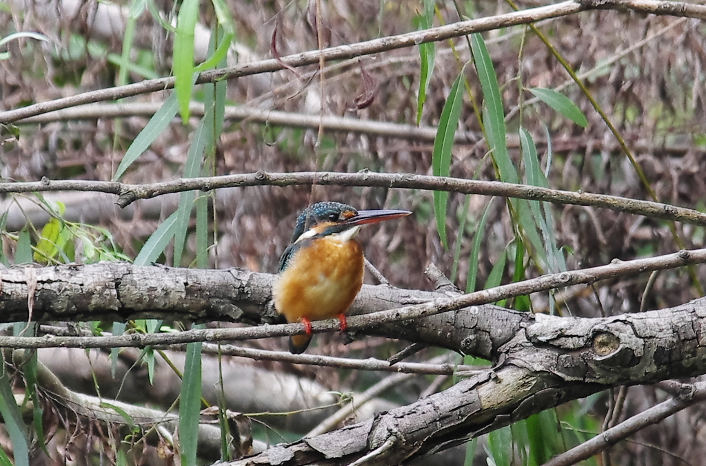 カワちゃん