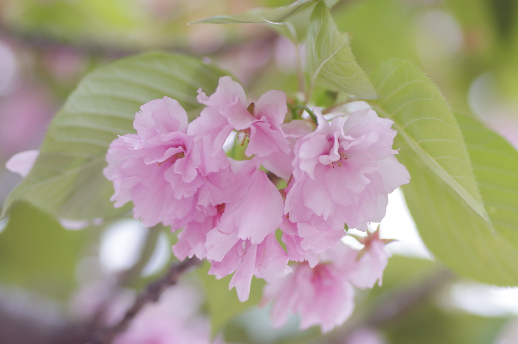 造幣局桜の通り抜け
