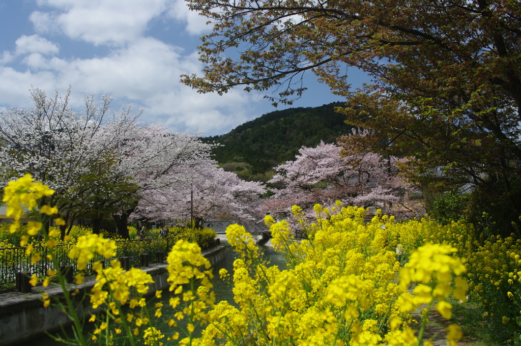 山科疎水